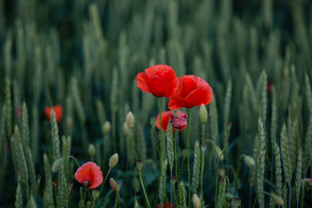 Flor de amapola roja en un campo de trigo