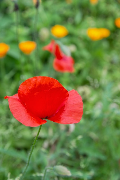 Flor de amapola roja en el campo de verano sobre un fondo de hierba verde