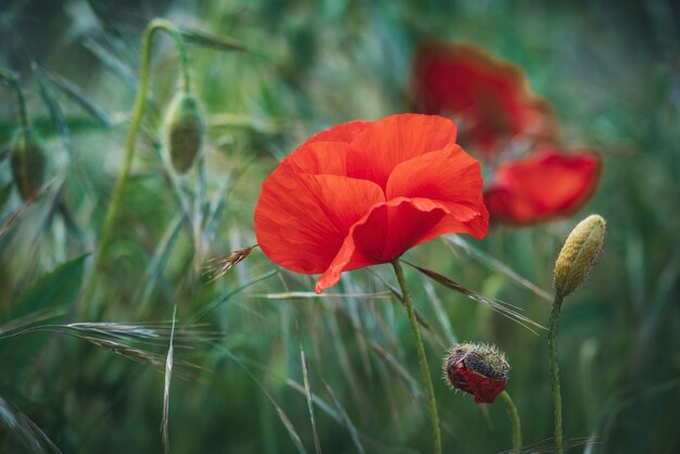 Flor de amapola roja en un campo verde