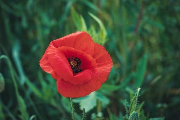 Flor de amapola roja en un campo verde