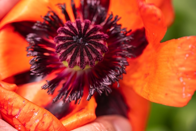 Flor de amapola roja de cerca con fondo marrón