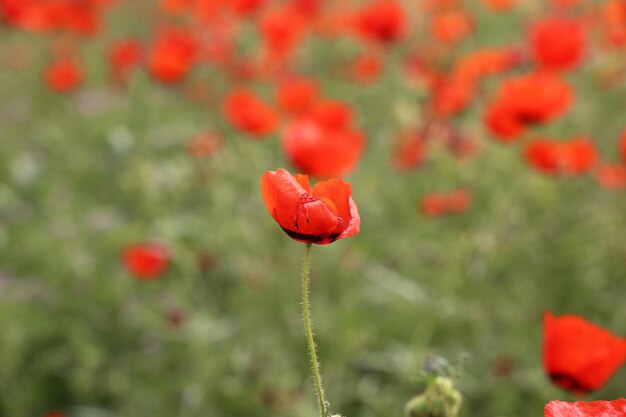 Flor de amapola roja de cerca