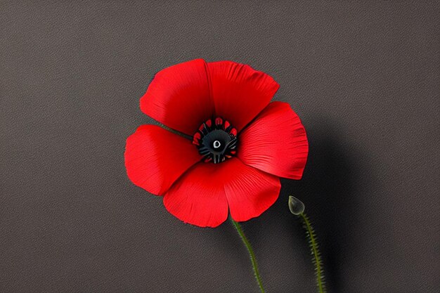 flor de amapola roja estilizada en fondo negro día de la memoria día del armisticio símbolo del día de Anzac