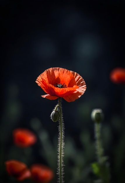 Una flor de amapola roja en foco con un fondo oscuro