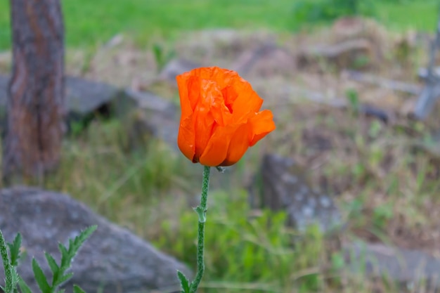 Una flor de amapola roja en el fondo de un lecho de flores de piedra