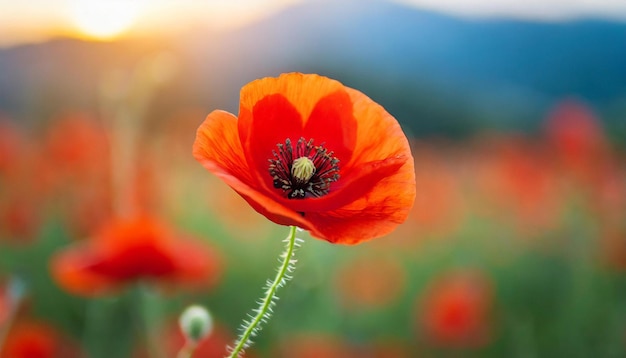 flor de amapola roja en un fondo solemne que simboliza el Día de la Memoria, el Día del Armisticio y el Día de Anzac