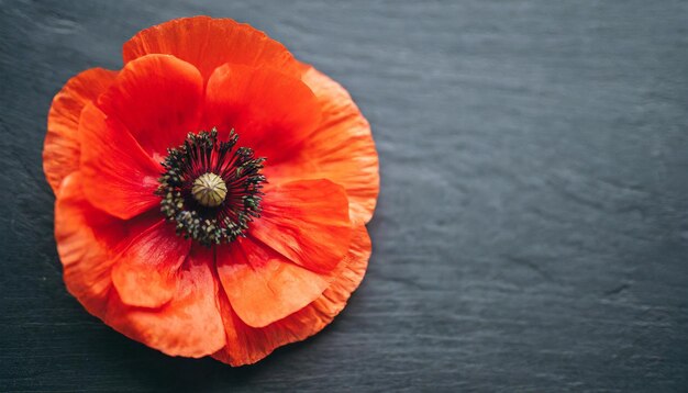 Foto flor de amapola roja en un fondo solemne que simboliza el día de la memoria, el día del armisticio y el día de anzac