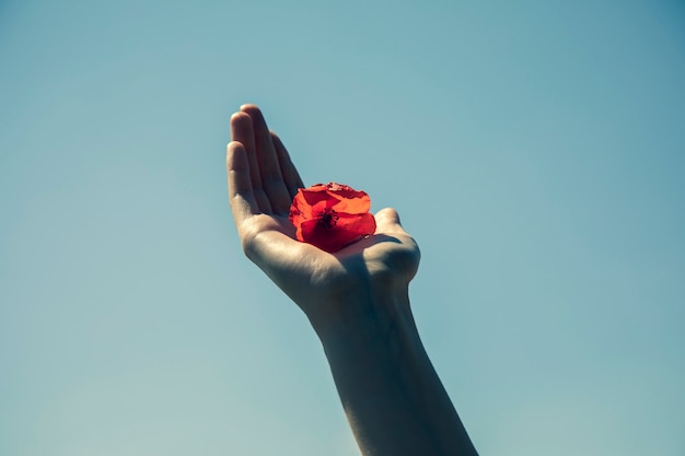 Flor de amapola roja en una mano en el cielo azul