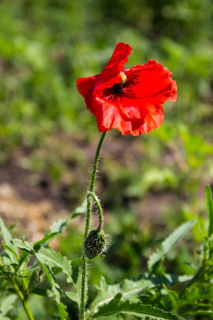 Flor de amapola roja en el prado