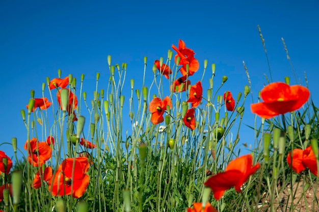 Una flor de amapola roja en primavera