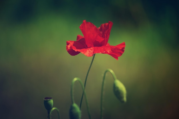 La flor de amapola roja que florece en el campo de hierba verde puede usarse como imagen para el día del recuerdo y la reconciliación