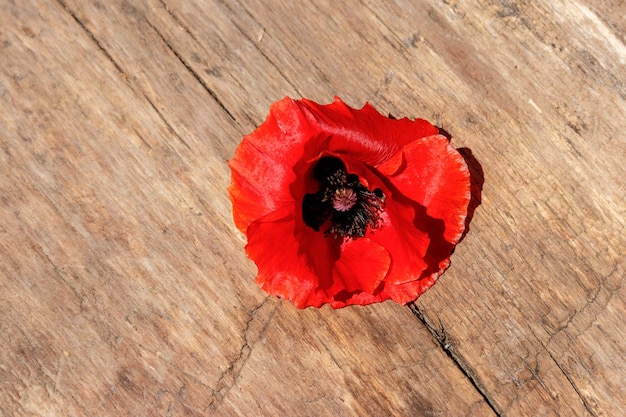 Flor de amapola roja sobre fondo de madera