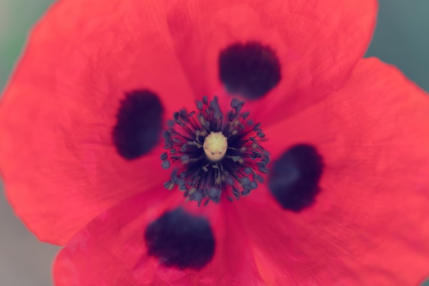 Foto flor de amapola roja