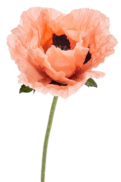 Flor de amapola rosa lat Papaver aislado sobre fondo blanco.