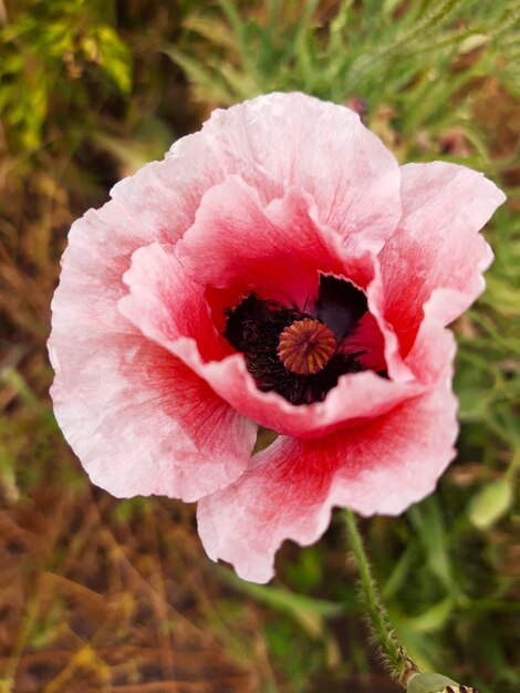 Flor de amapola rosa sobre un fondo de vegetación