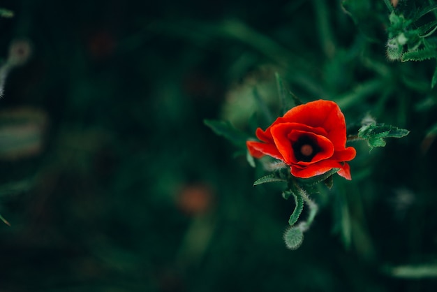 Flor de amapola salvaje solitaria en la vista superior de hierba verde. enfoque suave.