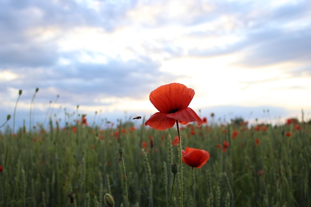 Flor de amapola silvestre entre el campo Cosecha de grano en el proceso de maduración de una nueva cosecha Campo de trigo trigo verde contra el telón de fondo de las nubes al atardecer Campo de trigo verde y amapolas rojas