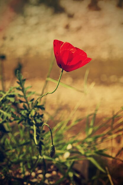 Flor de Amapola