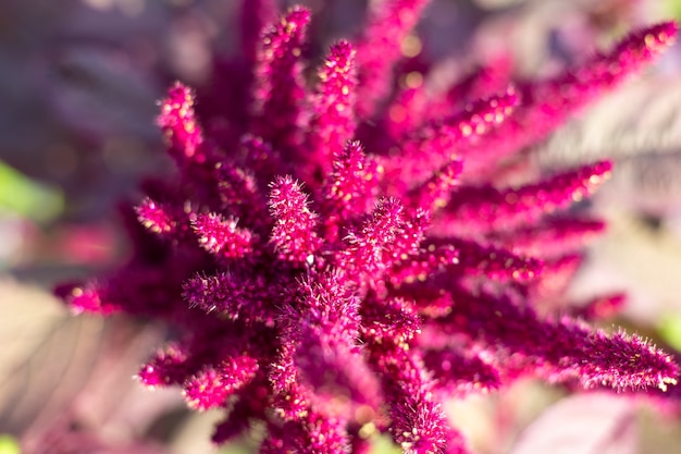 Flor de amaranto vegetal con semillas, vista superior, enfoque borroso. Cultivo y cuidado de plantas.