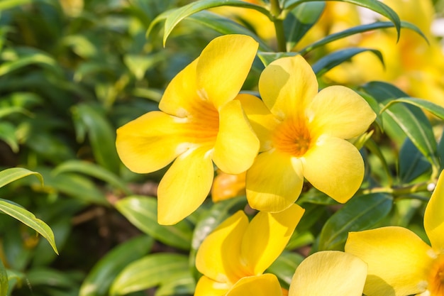 Flor amarela (Allamanda cathartica)