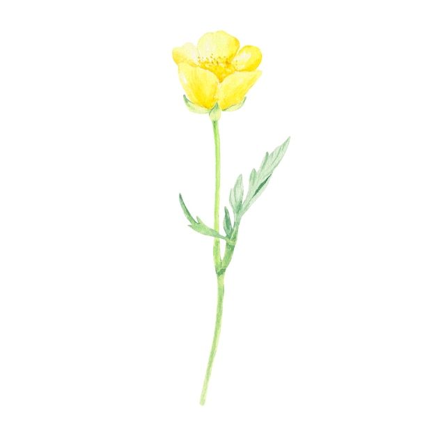 Flor amarela aquarela desenhada à mão no estilo botânico para uso em design de férias de casamento de logotipo