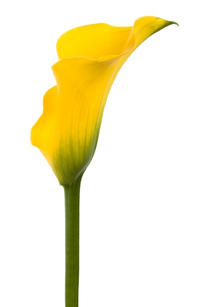 Flor amarela bonita