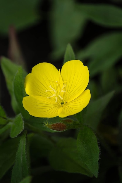 Flor amarela brilhante de prímula oenothera closeup