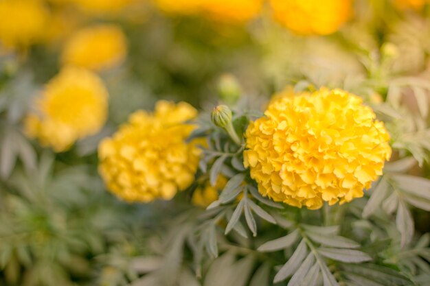 Flor amarela, cima, de, marigold