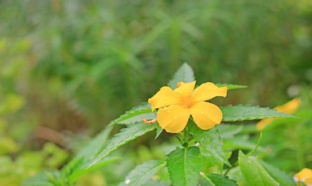 Flor amarela com gota de chuva, Crossandra, Barleria strigosa Willd.