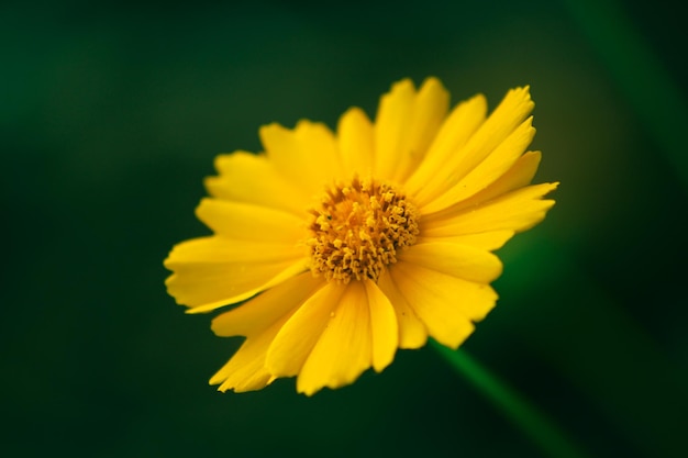 Flor amarela Coreopsis lanceolata que floresce no verão Fundo desfocado
