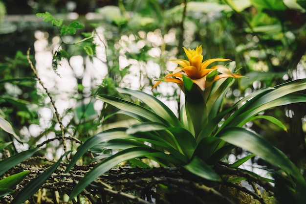 Flor amarela da bromelia no jardim botânico