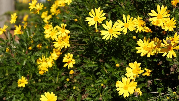 Flor amarela da flor da margarida califórnia eua. jardim das flores euryops pectinatus. flora primaveril