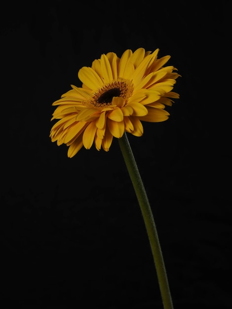 Flor amarela da margarida do gerbera isolada no fundo preto