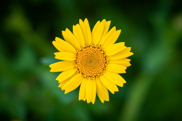 flor amarela da margarida