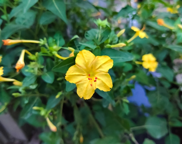 Flor amarela da planta Mirabilis jalapa. (Nome científico Mirabilis jalapa).