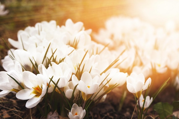 Flor amarela de açafrão em um dia ensolarado de primavera no jardim Lindas primeiras flores para o design