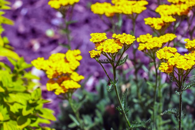 Foto flor amarela de achillea filipendulina na primavera