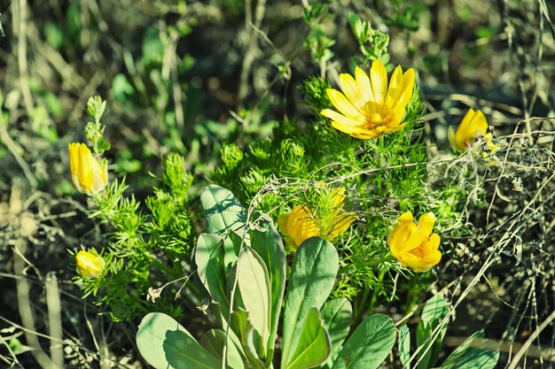 Flor amarela de adonis na natureza