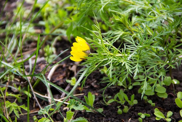 Flor amarela de adonis no jardim na primavera