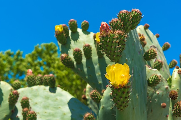 Flor amarela de cacto espinhoso