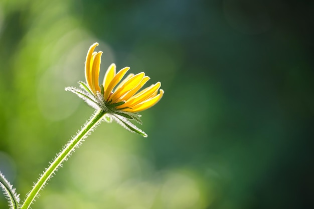 Flor amarela de camomila iluminada pelo sol florescendo no canteiro de flores de verão no jardim ensolarado verde