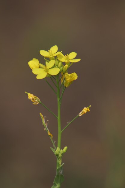 Foto flor amarela de canola sob um céu azul