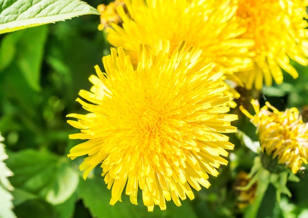 Flor amarela de Dandelion Close-up