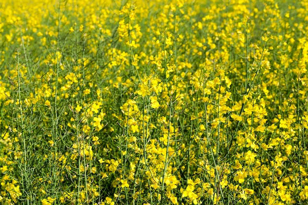 Flor amarela de estupro em close-up crescendo em um campo agrícola