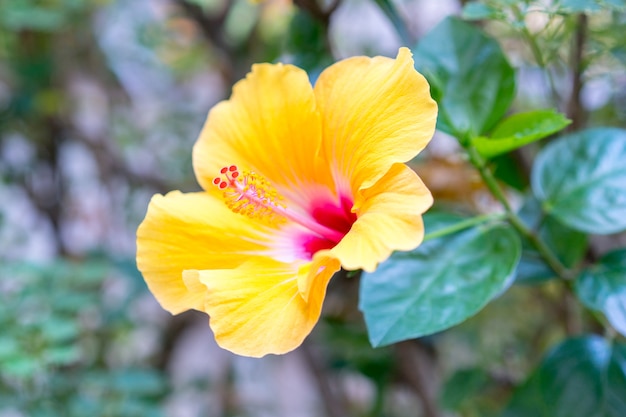 Flor amarela de hibisco com pólen