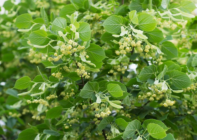 Flor amarela de limão da árvore Tilia cordata 4