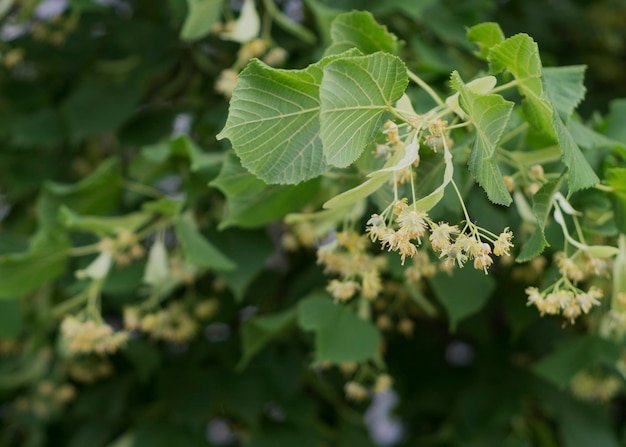 Flor amarela de limão da árvore Tilia cordata 4