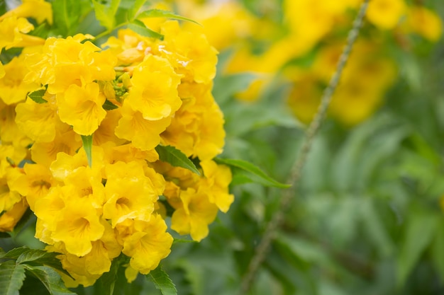 Flor amarela de manhã com fundo desfocado