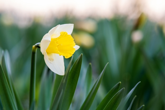 Flor amarela de narciso concurso que floresce no jardim primavera.