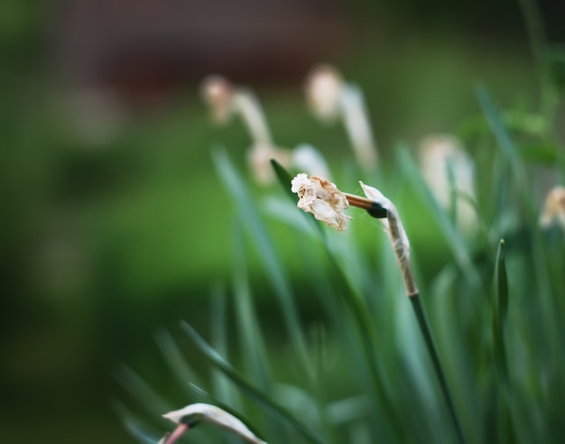 Flor amarela de narciso no jardim da primavera